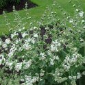 Salvia argentea
